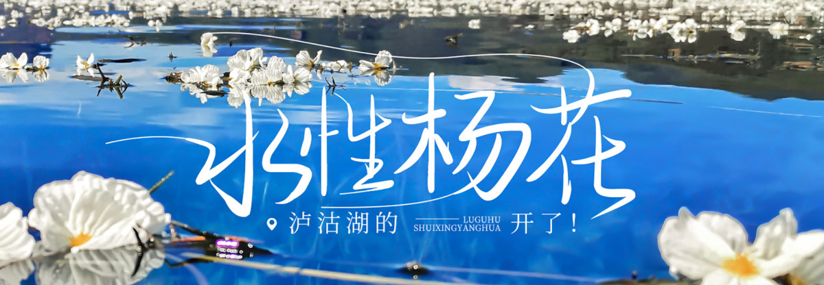 水性杨花